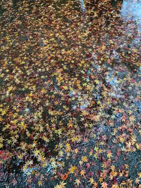桜町二宮神社の自然