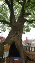 細江神社の自然