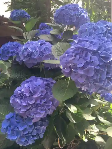 日本橋日枝神社の自然