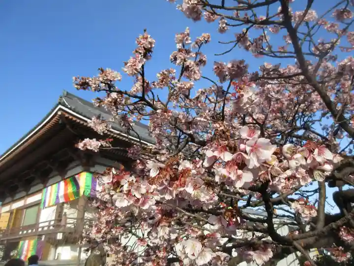 西新井大師総持寺の自然