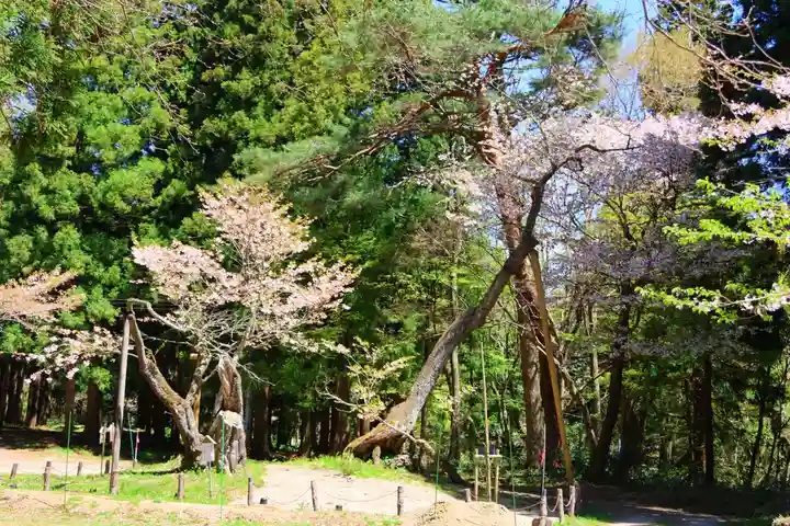 磐椅神社の自然