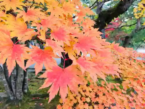 毛越寺の自然