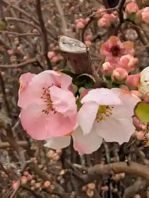 寳生院(東京都)