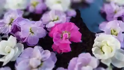阿邪訶根神社(福島県)