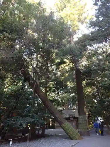 伊雜宮（皇大神宮別宮）の自然