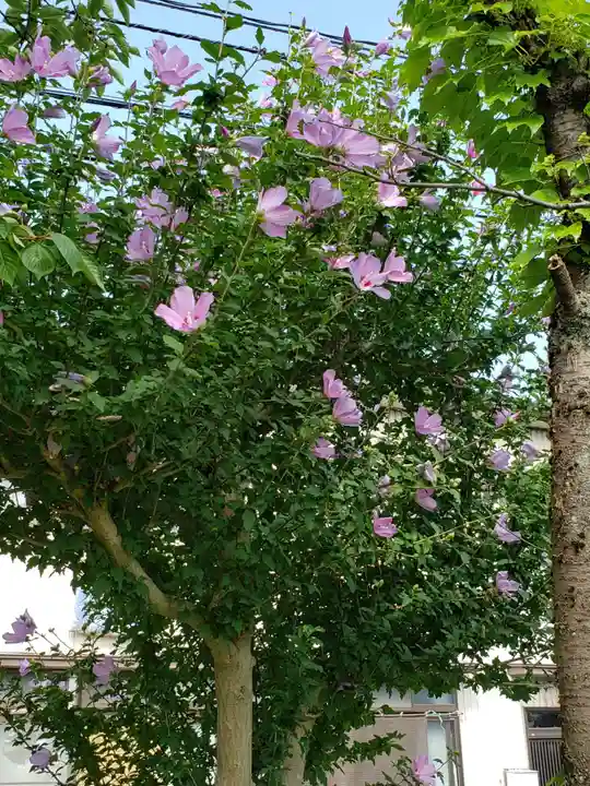 熊野神社の自然