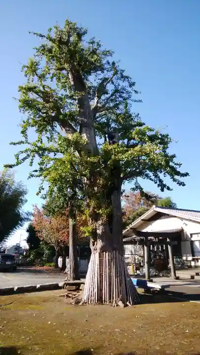 諏訪神社の自然