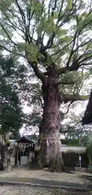 畑山神社の自然
