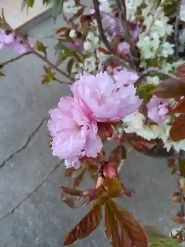 高司神社〜むすびの神の鎮まる社〜の自然