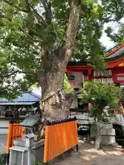 我堂八幡宮の自然