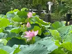 白山神社(新潟県)