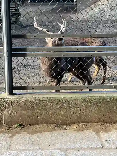鹿島神宮の動物
