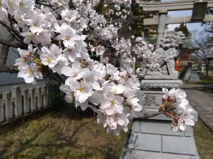 櫻谷神社(福井県)