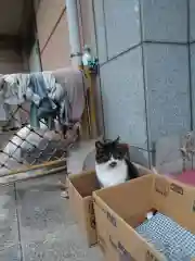 白金氷川神社の動物