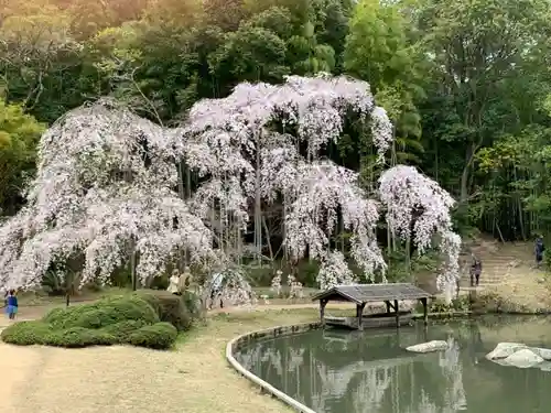 曹源寺の庭園