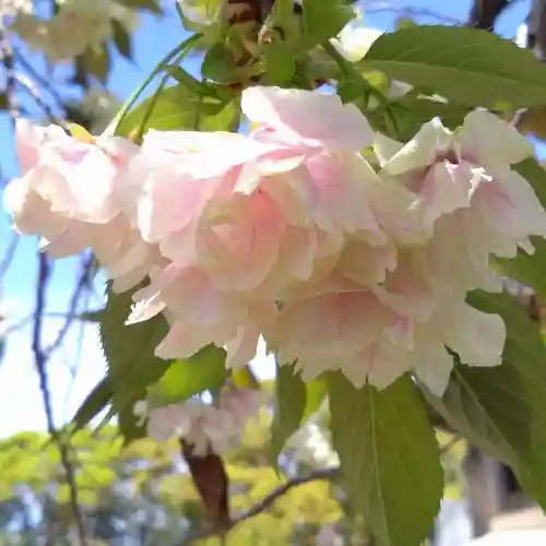 日吉神社(愛知県)