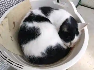 御誕生寺（猫寺）(福井県)