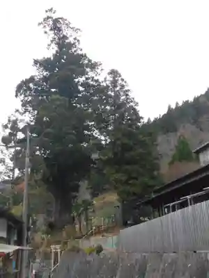 熊野神社の自然