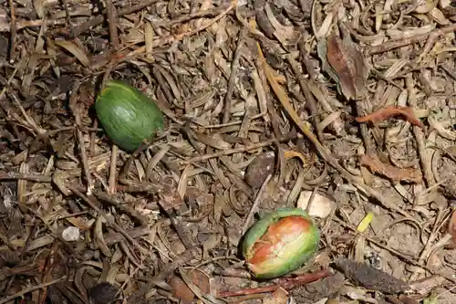 国宝 大法寺の自然