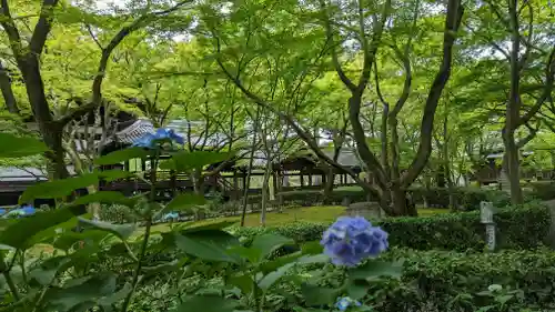 真正極楽寺（真如堂）の自然