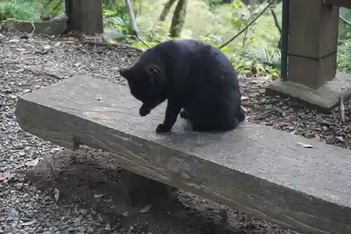 唐澤山神社の動物