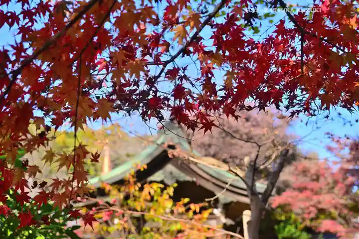 本土寺(千葉県)