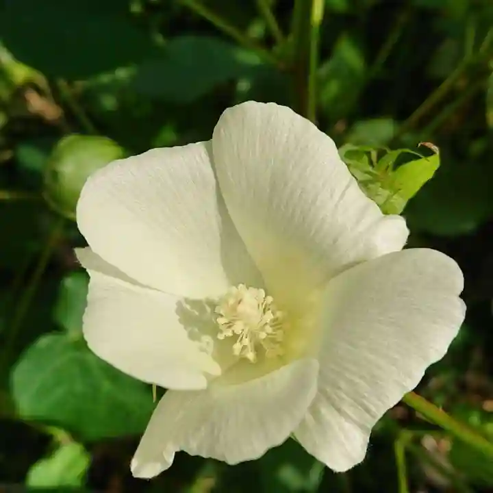 三輪神社の自然