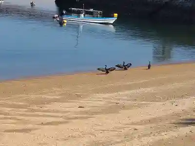 包ケ浦神社の動物