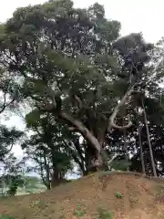 山田神社の自然