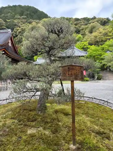 二尊院の{uncategorized: "未分類", other: "その他", undefined: "問題あり", building: "その他建物", grave: "お墓", sacred_gate: "鳥居", guardian: "狛犬", statue: "像", buddha: "仏像", history: "歴史", nature: "自然", garden: "庭園", animal: "動物", pagoda: "塔", temizu: "手水舎", mountain_gate: "山門・神門", sanctuary: "本殿・本堂", subordinate: "末社・摂社", art: "芸術", scenery: "景色", jizo: "地蔵", ema: "絵馬", goshuin: "御朱印", omikuji: "おみくじ", items: "授与品その他", amulet: "お守り", goshuincho: "御朱印帳", eats: "食事", festival: "お祭り", votive_dance: "神楽", shichigosan: "七五三参", wedding: "結婚式", experience: "体験その他", initially: "初詣", around: "周辺", anti_infection: "感染症対策"}