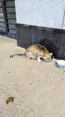 白金氷川神社の動物