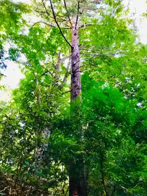 阿夫利神社の自然