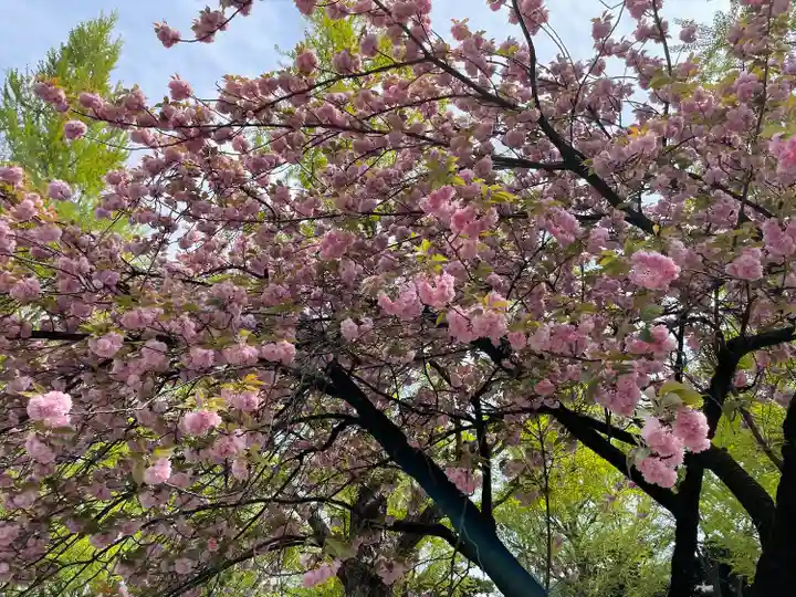 靖國神社の自然