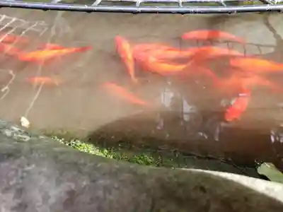 阿佐ヶ谷神明宮(東京都)