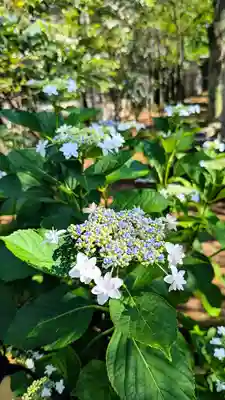 白金氷川神社の自然