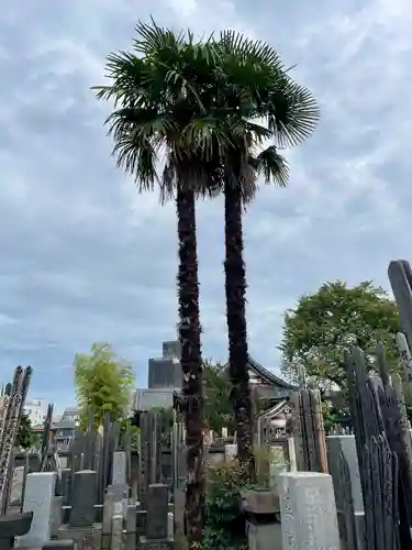 妙雲寺(東京都)