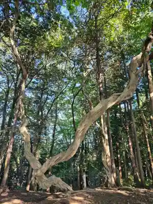 宝登山神社奥宮(埼玉県)