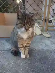 白金氷川神社の動物