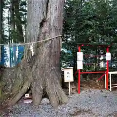 坪沼八幡神社の自然