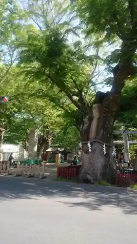 大國魂神社の自然