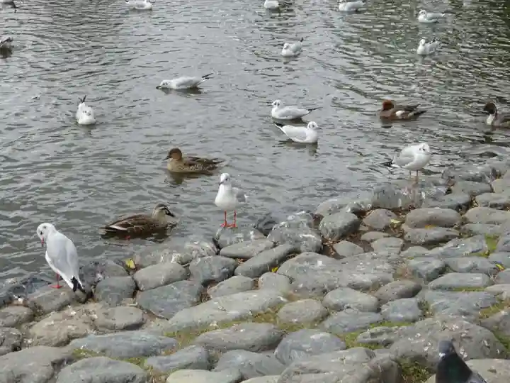 鶴岡八幡宮(神奈川県)