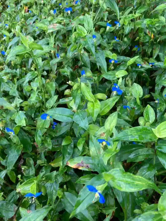 高司神社〜むすびの神の鎮まる社〜の自然