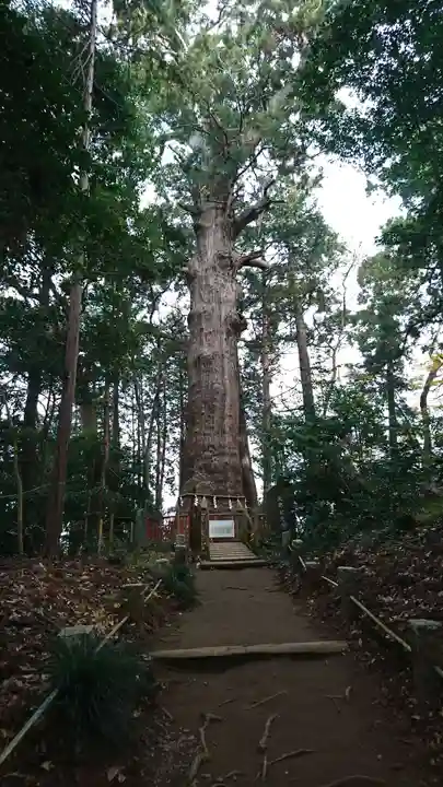 麻賀多神社の自然