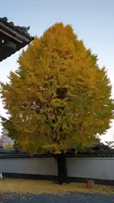 本法寺(京都府)