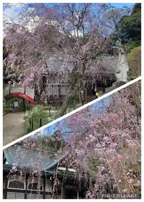 本土寺(千葉県)