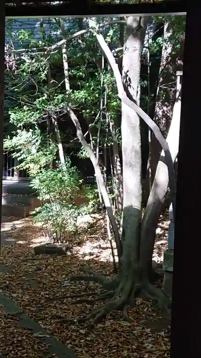 本太氷川神社の自然