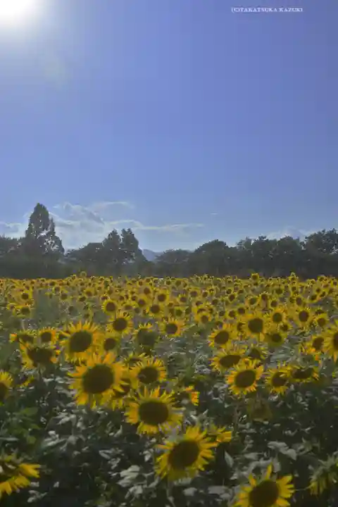 座間神社(神奈川県)
