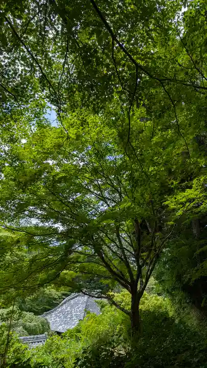 十輪寺(京都府)