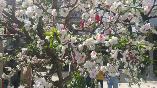 櫛田神社の自然