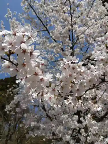賀茂神社の自然
